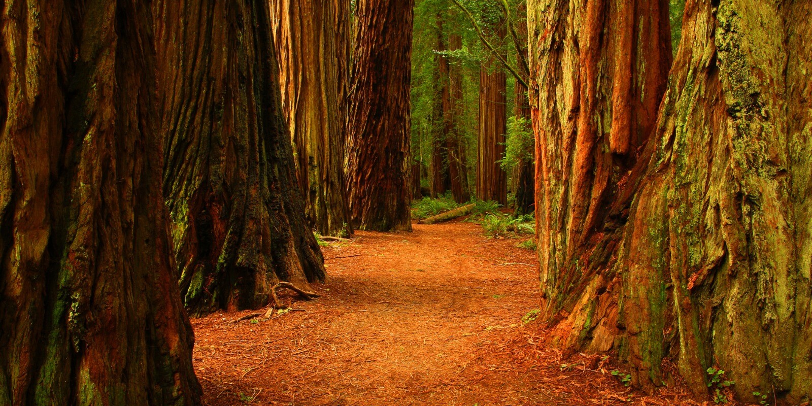 Old Growth Redwood Forests
